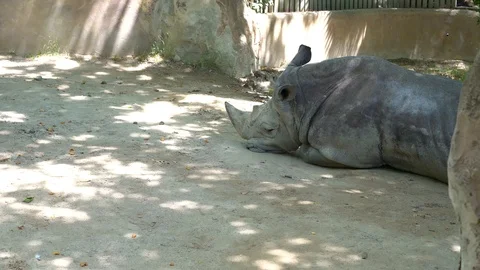 White Rhino Stock Footage 111534952