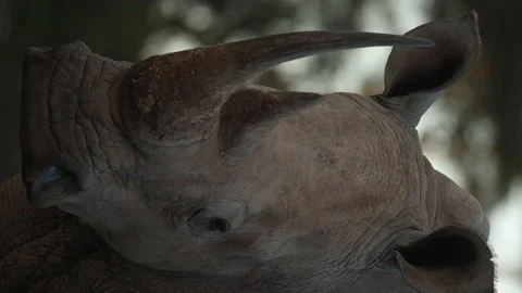 White Rhino Stock Footage 234679051