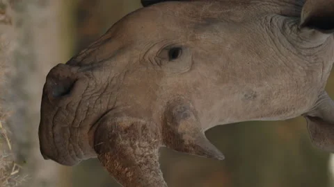 White Rhino Stock Footage 234679058