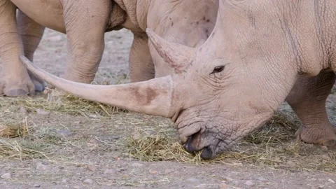 White Rhino Foraging Stock Footage 132591499