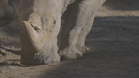 White rhino goes straight to the camera. Close-up view of a white rhinoceros - Stock Footage 219944363