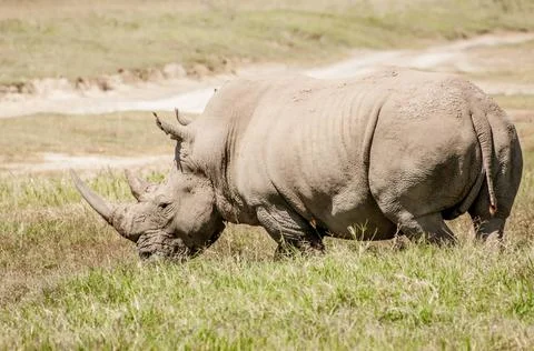 White Rhino in Grass Full view of a white rhino in thick green grass at la... Stock Photos