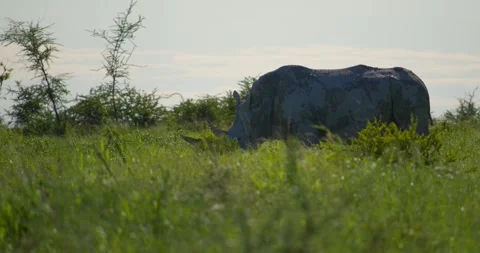 White Rhino grazing 動画素材 252301134
