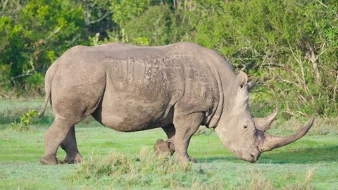 White Rhino Grazing Stock Footage 305124567
