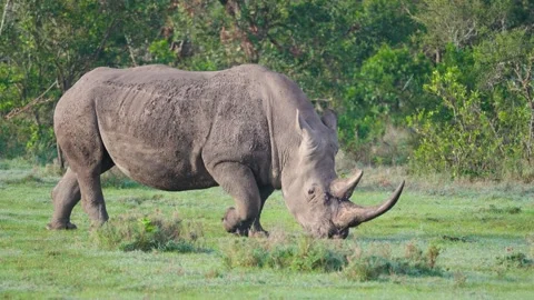 White Rhino Grazing Stock Footage 305124571