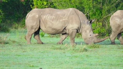 White Rhino Grazing Stock Footage 305124575