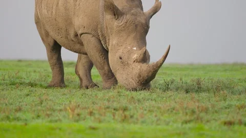 White Rhino Grazing Stock Footage 305124586