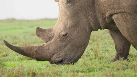 White Rhino Grazing Stock Footage 305124593