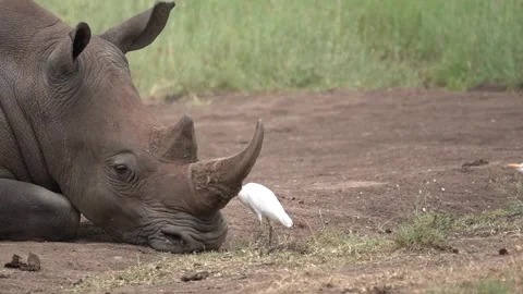 White Rhino Head Close Up with Cattle Egret Cleaning - Mutualism in Wild Stock Footage 333039563