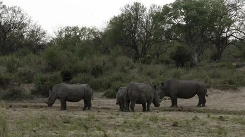 White Rhino herd Stock Footage 138192790