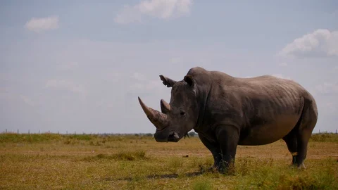 White Rhino in Kenya Stock Footage