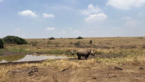 White rhino in Kenya 動画素材 252889232