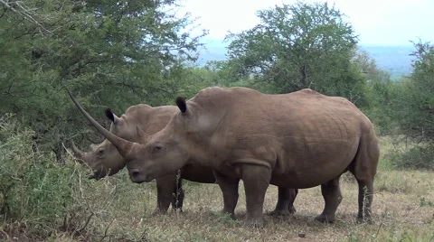 White rhino with long and sharp horn. Stock Footage 66744971