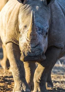 White rhino looking to the camera Foto stock