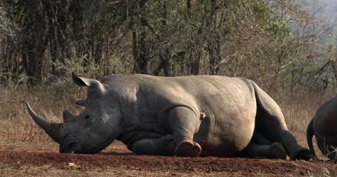 A white rhino is lying on its side with its mouth resting on the ground Stock Footage 241681513