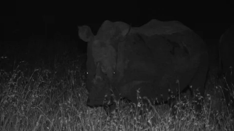 White rhino at night Stock Footage 84667925