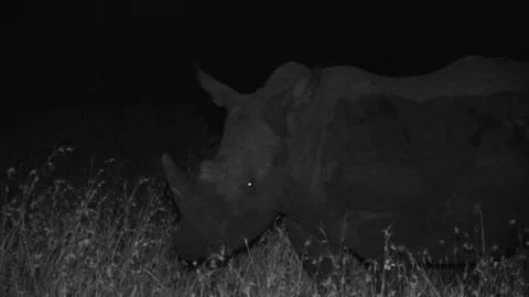 White rhino at night Video stock 84668031