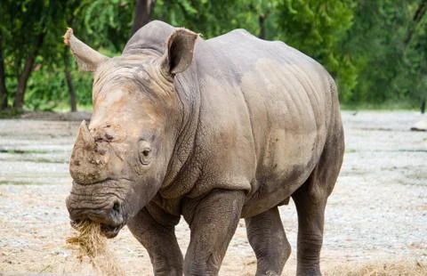 White rhino Stock Photos