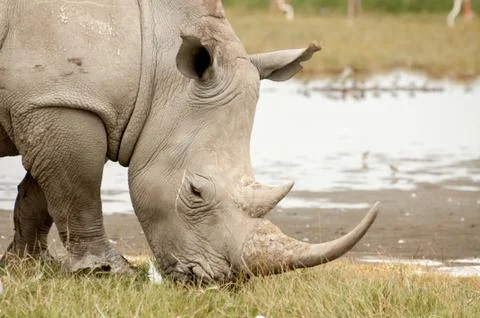 White Rhino Stock Photos