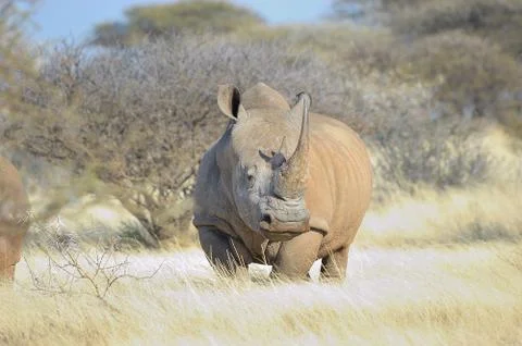 White rhino Stock Photos