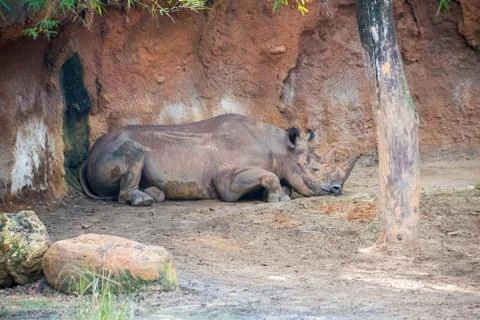 White Rhino Stock Photos