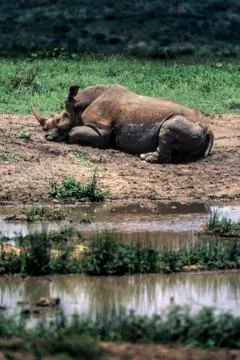 White Rhino Stock Photos