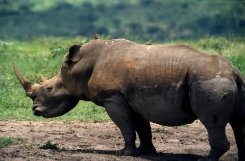 White Rhino Stock Photos
