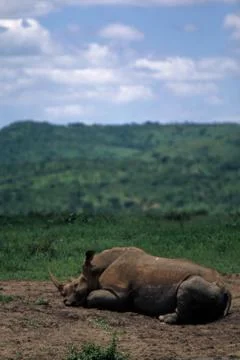 White Rhino Stock Photos