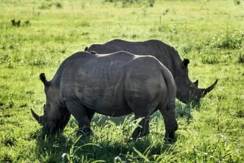 White Rhino Stock Photos