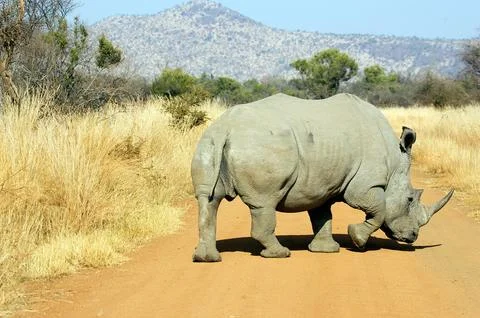 White rhino Stock Photos