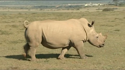 White Rhino running 스톡 동영상 90371402