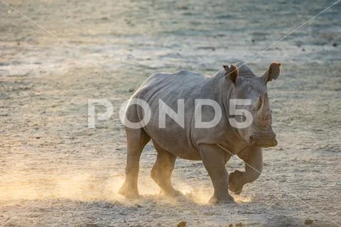 White Rhino In Southern Africa Stock Photos
