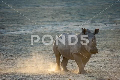White Rhino In Southern Africa Stock Photos