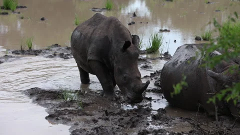 A white rhino is standing in a muddy river. Stock Footage 201616098