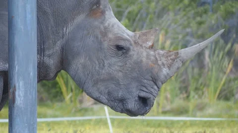 White rhino upclose Stock Footage 24466287