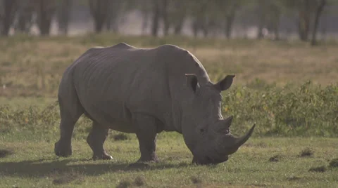 White rhino walking Stock Footage 33534510