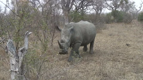WHITE RHINO WALKS 動画素材 65746140