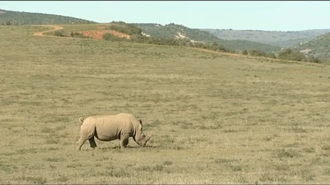 rhinoceros 5 stock