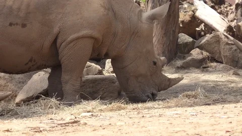 White rhinoceros (Ceratotherium simum) Stock Footage