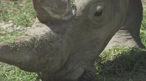 White Rhinoceros Close Up Vídeos de archivo 66060089