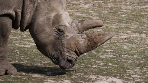 White rhinoceros, close-up of the head Stock Footage 111824310