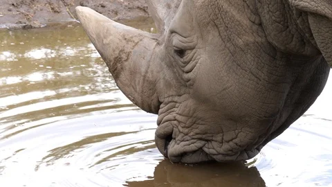 White rhinoceros drinking Stock Footage 111824354