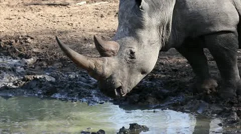 White rhinoceros drinking water, safari, South Africa Stock Footage