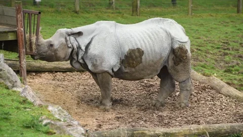 A white rhinoceros eats chews grass Stock Footage 302570529
