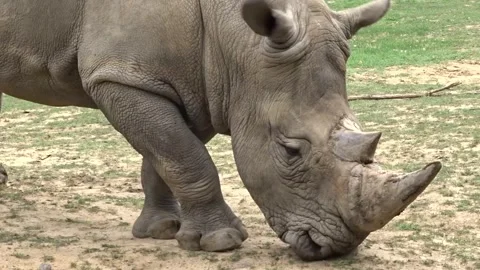 A white rhinoceros eats grass. Rhino video Stock Footage 278614345