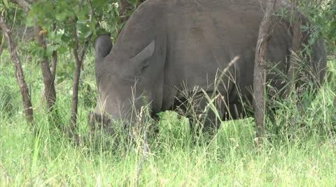 White rhinoceros Stock Footage 24992754