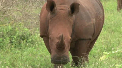 White rhinoceros 스톡 동영상 25590047