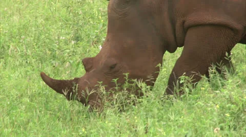 White rhinoceros Stock Footage 25596596