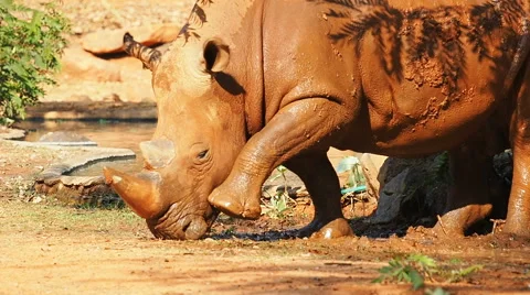 White Rhinoceros play in mud. Stock Footage 61002012
