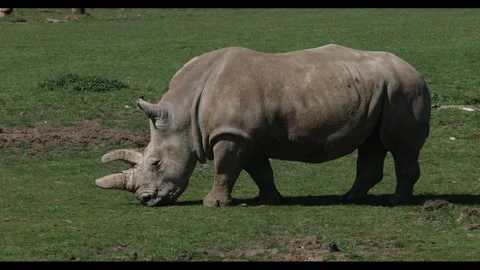 White Rhinoceros Walking Stock Footage 332419741